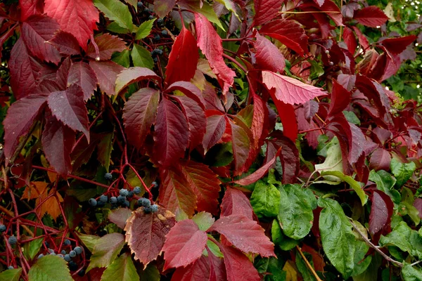 Rode Herfstbladeren Met Zwarte Bessen Horizontale Foto — Stockfoto