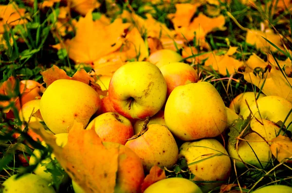 Rijpe Gele Rode Appels Een Glijbaan Aangelegd Rond Herfstbladeren — Stockfoto