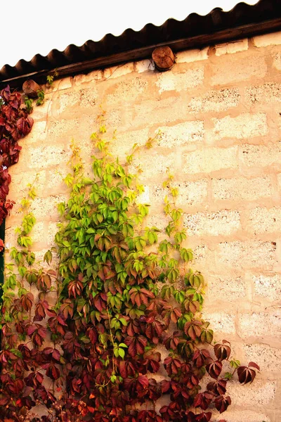 常春藤长在砖墙上 美丽的秋天自然的垂直照片 — 图库照片