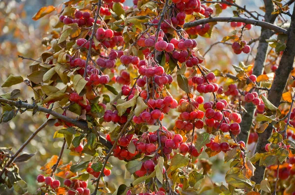 Pequenos Frutos Vermelhos Macieira Decídua Chinesa Macieira Paradisíaca Muitas Maçãs — Fotografia de Stock
