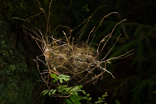 Vecchia Ragnatela Aggrovigliata Sull Albero Illuminata Dal Sole Una Foresta — Foto Stock