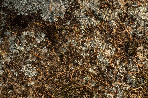 Floresta Orgânica Serrapilheira Agulhas Pinheiro Pequeno Líquen Granito — Fotografia de Stock