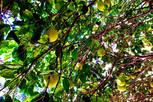 Green grapefruits on a tree, a lot of fruit on the branches. Healthy eating concept.