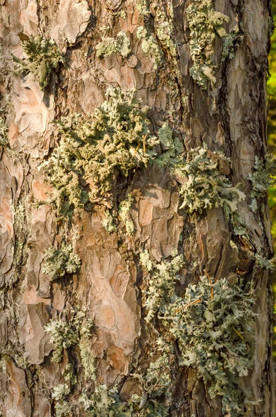 Gray Green Lichen Parmelia Grows Bark Tree Vertical Close Photo — Stock Photo, Image