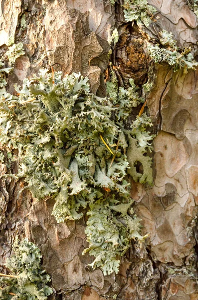 Серо Зеленый Лишайник Parmelia Растет Коре Дерева Вертикальное Фото Крупным — стоковое фото