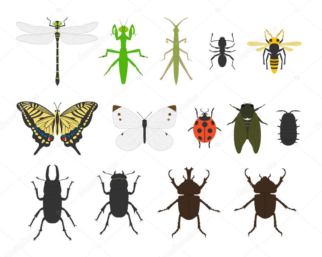 Insect illustration set material / vector