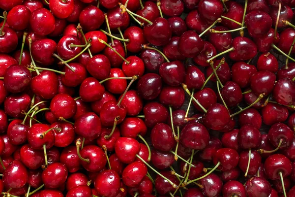 Due varietà di ciliegie rosse bagnate con gocce d'acqua con rametti verdi — Foto Stock