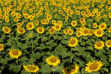 Ayçiçeği tarlası doğa sahnesi. Sarı ayçiçekleri. Ayçiçeği tarlası manzarası. Ayçiçeği tarlası