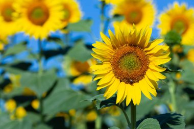 Sarı ayçiçeği yakın planda yetişir.