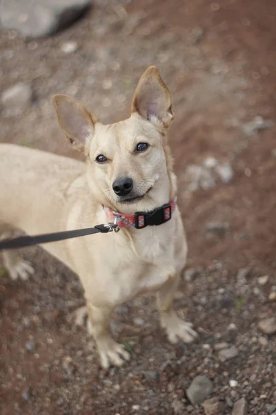 Câine mic pinscher maro cu urechile sus, pe o lesă — Fotografie, imagine de stoc