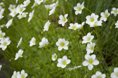 Yeşil arkaplanda beyaz çiçekler