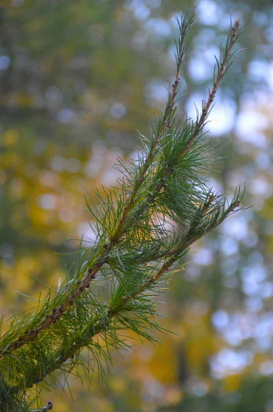 Ramo Pino Nel Bosco — Foto Stock