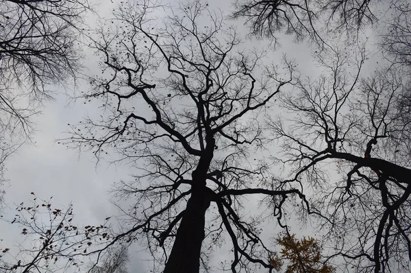 Wolkengrauer Himmel Und Schwarzer Baum — Stockfoto