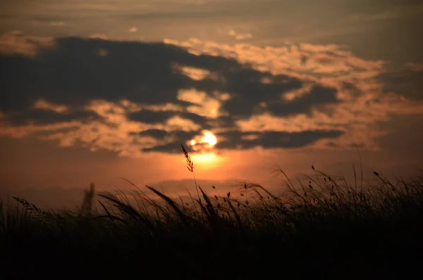 Красивый Закат Облаками Пшеничном Поле — стоковое фото