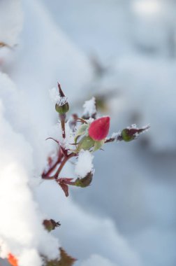 Kar altında pembe çiçek kalçası