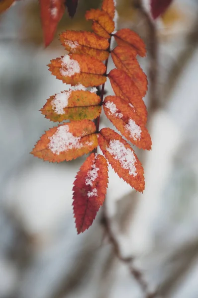 Red Leaves Snow Background — Stock Photo, Image