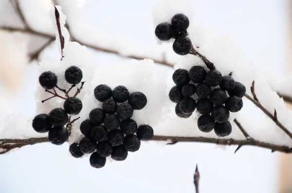 Чорні Ягоди Під Снігом Взимку — стокове фото