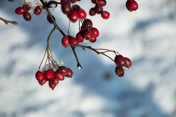 雪の下の赤い果実 — ストック写真