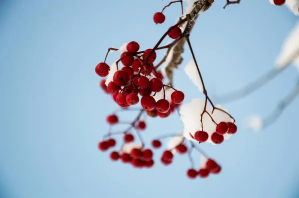 열매들 — 스톡 사진