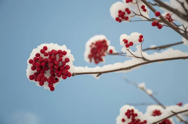 Червоні Ягоди Під Снігом — стокове фото
