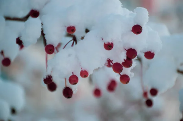 Röda Bär Snö — Stockfoto