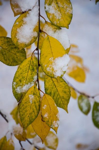 Осіннє Листя Під Снігом — стокове фото