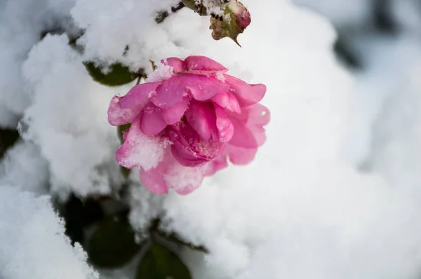 Rosa Flor Rosa Quadril Sob Neve — Fotografia de Stock