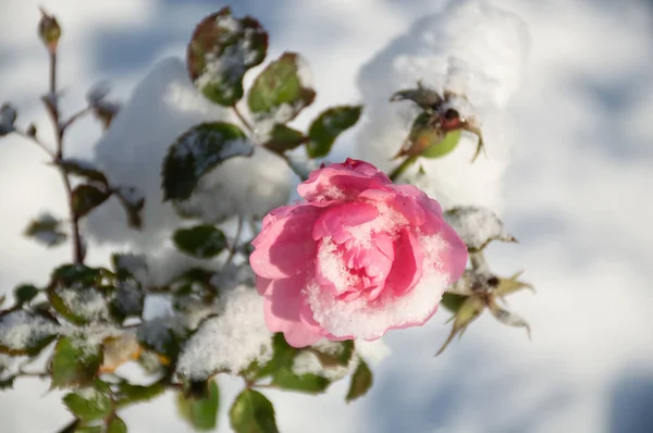 Rosa Flor Rosa Quadril Sob Neve — Fotografia de Stock