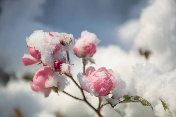 Рожева Квітка Троянда Стегно Під Снігом — стокове фото