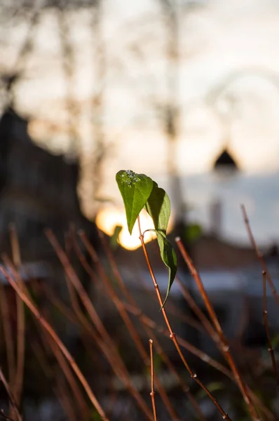 Tree Leaves Sunset — Stock Photo, Image