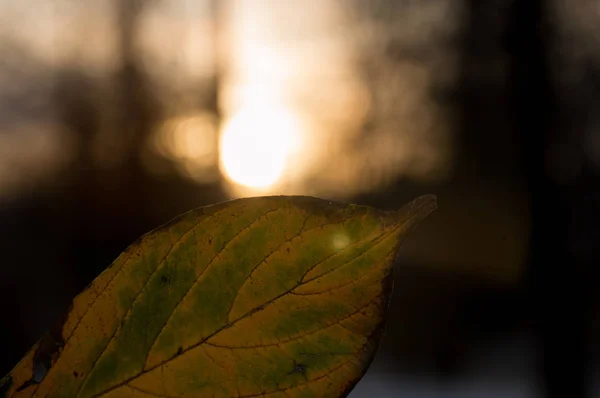 Листя Дерева Заході Сонця — стокове фото