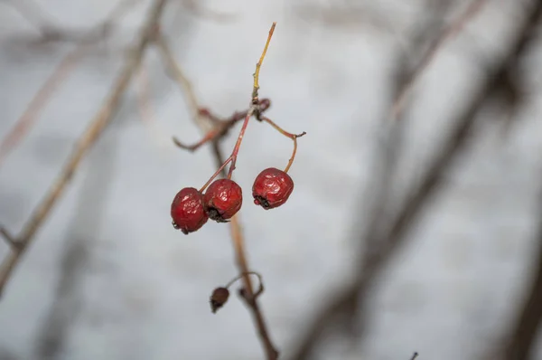 Red Berries Snow — Stock Photo, Image