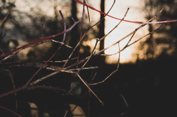 Trädblad Vid Solnedgången — Stockfoto