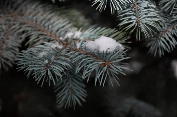 Tall Gren Snö — Stockfoto