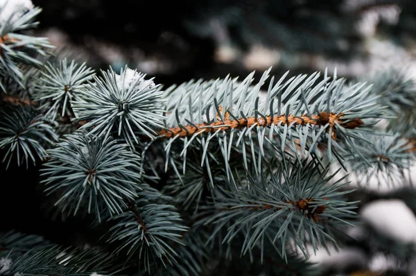 雪の下に松の木の枝 — ストック写真