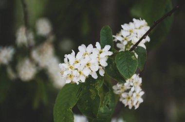 Parkta elma ağacı çiçek açar.