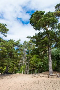 Ormandaki köknar ağaçları