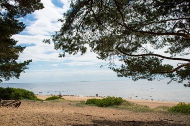 Finlandiya Körfezi 'ndeki kumsal 