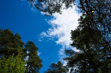 Ormandaki köknar ağaçları