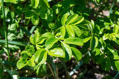 Ormanda yeşil çimenler ve yeşil yapraklar