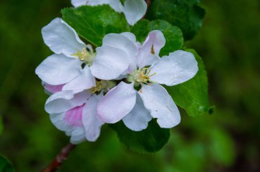 Parkta elma ağacı çiçek açar.