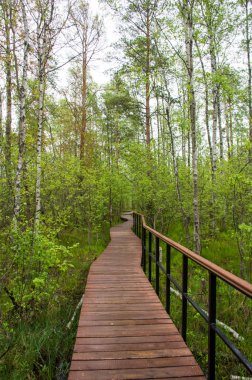 Yeşil ormandaki çevre yolu.