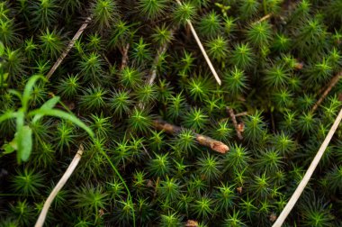 Ağaçtaki yeşil yıldız yosunu dokusu