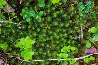 Ağaçtaki yeşil yıldız yosunu dokusu