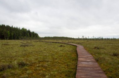 Yeşil ormandaki çevre yolu.