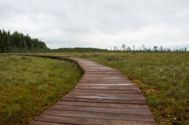 Yeşil ormandaki çevre yolu.