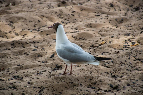 Seagull Sand Beach — Stock Photo, Image