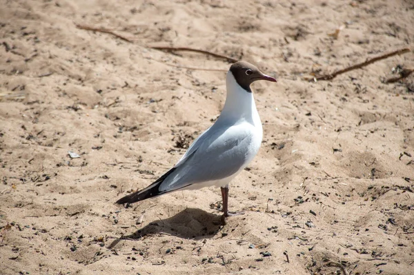 Seagull Sand Beach — Stock Photo, Image