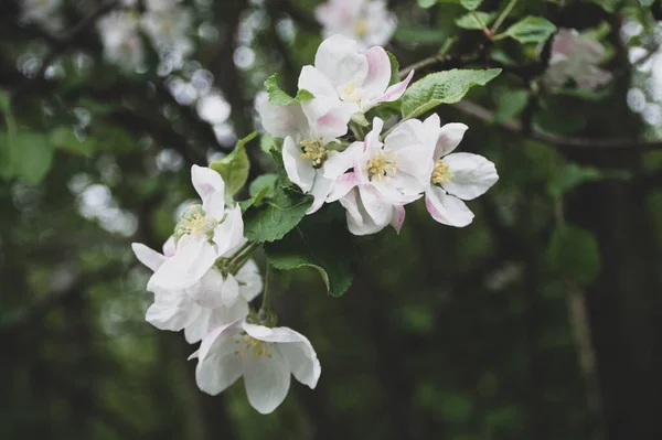 Розквіт Яблуні Парку — стокове фото