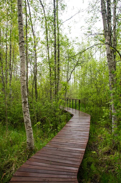 Eco Pad Het Groene Bos — Stockfoto